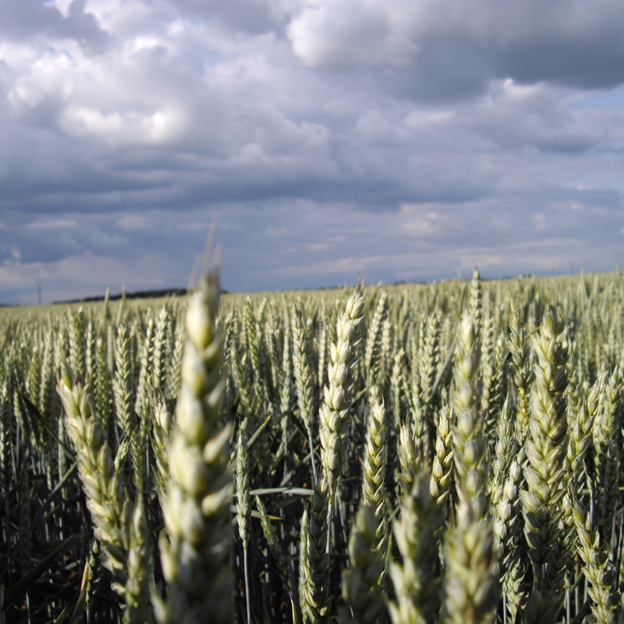 Field of wheat against a cloudy sky. 