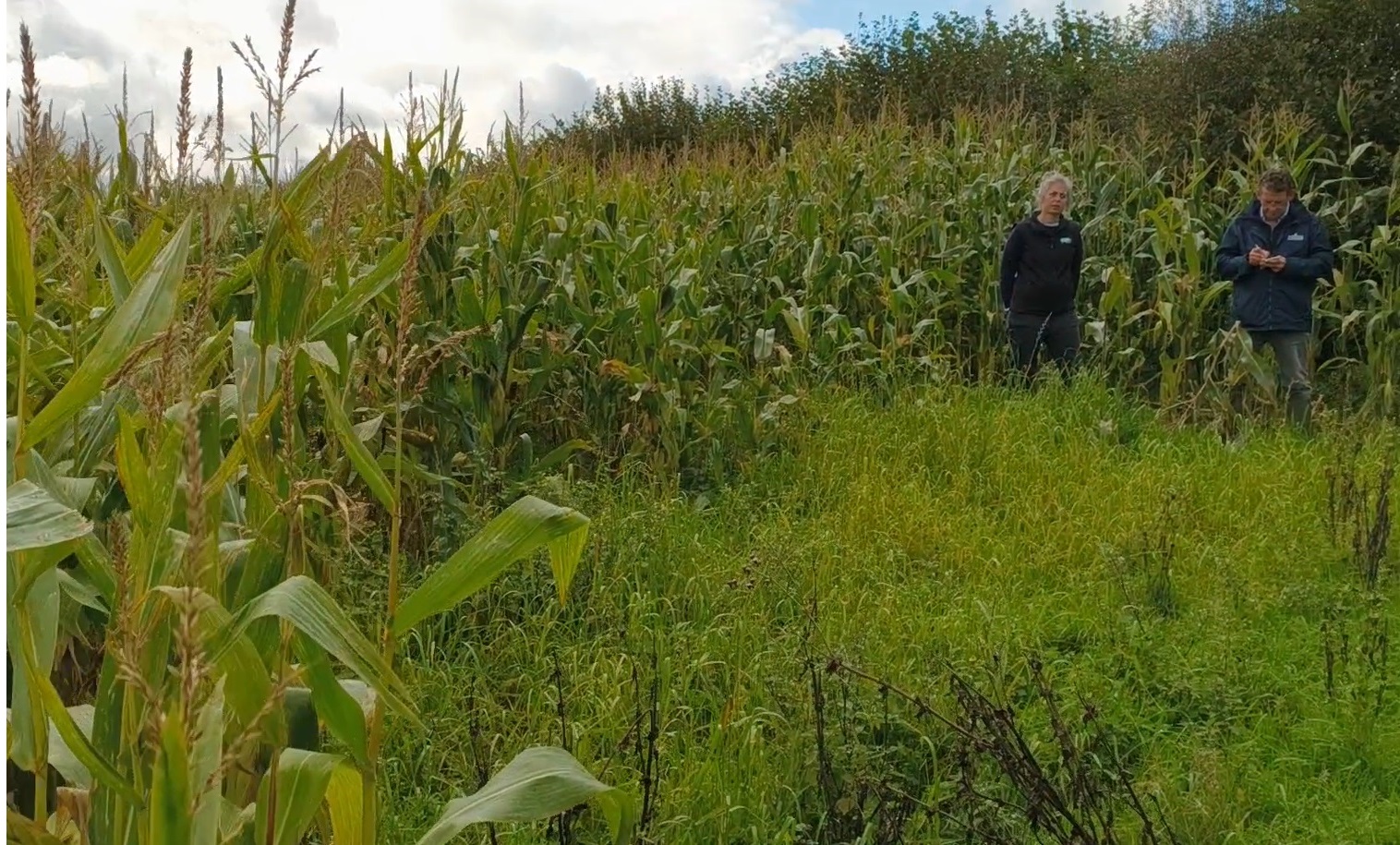 Two people stand in a maize field grown to head height. 
