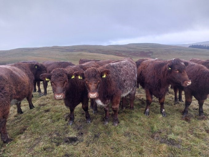 heard of red coated luing cows on sparse hillside 