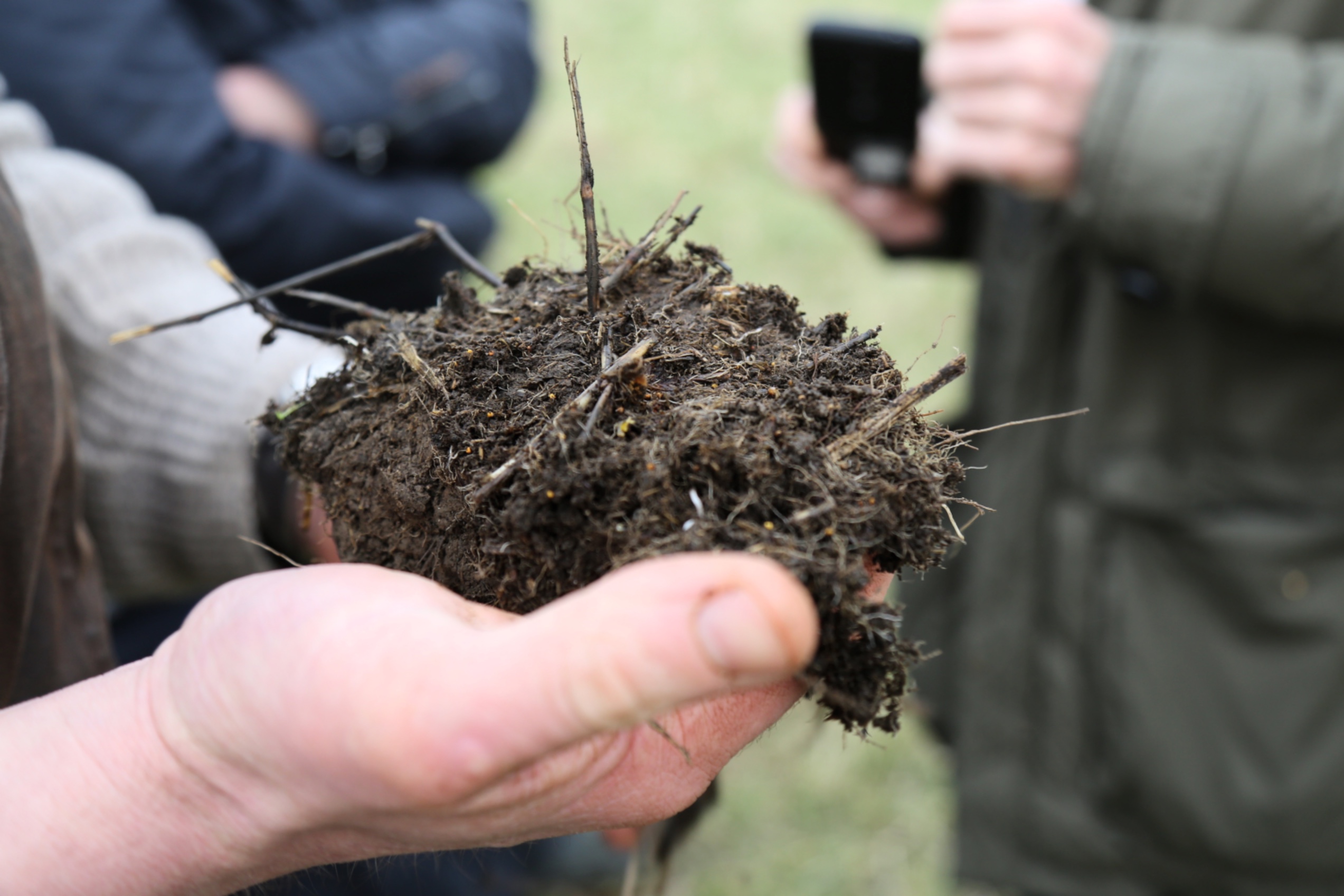 Close up of hand holding a soil sample containing twigs and grass. 