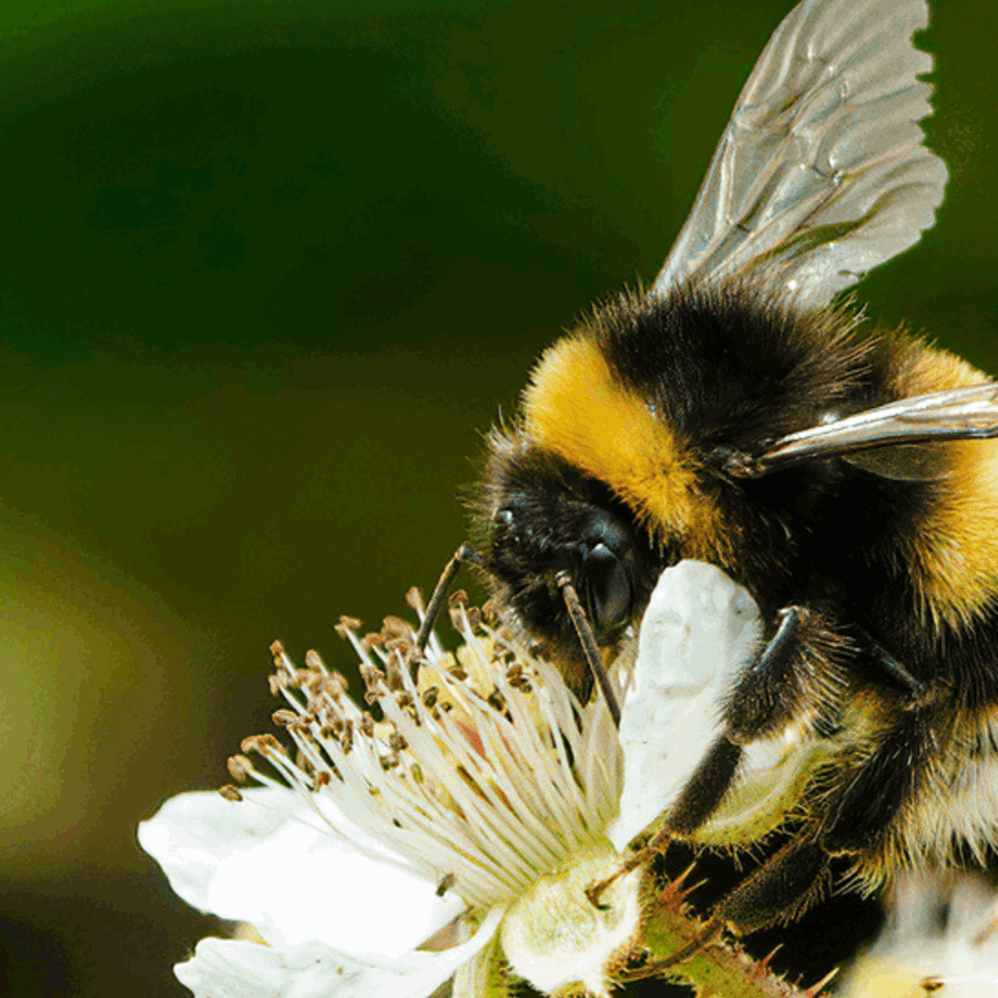 beeon-flower-landscape