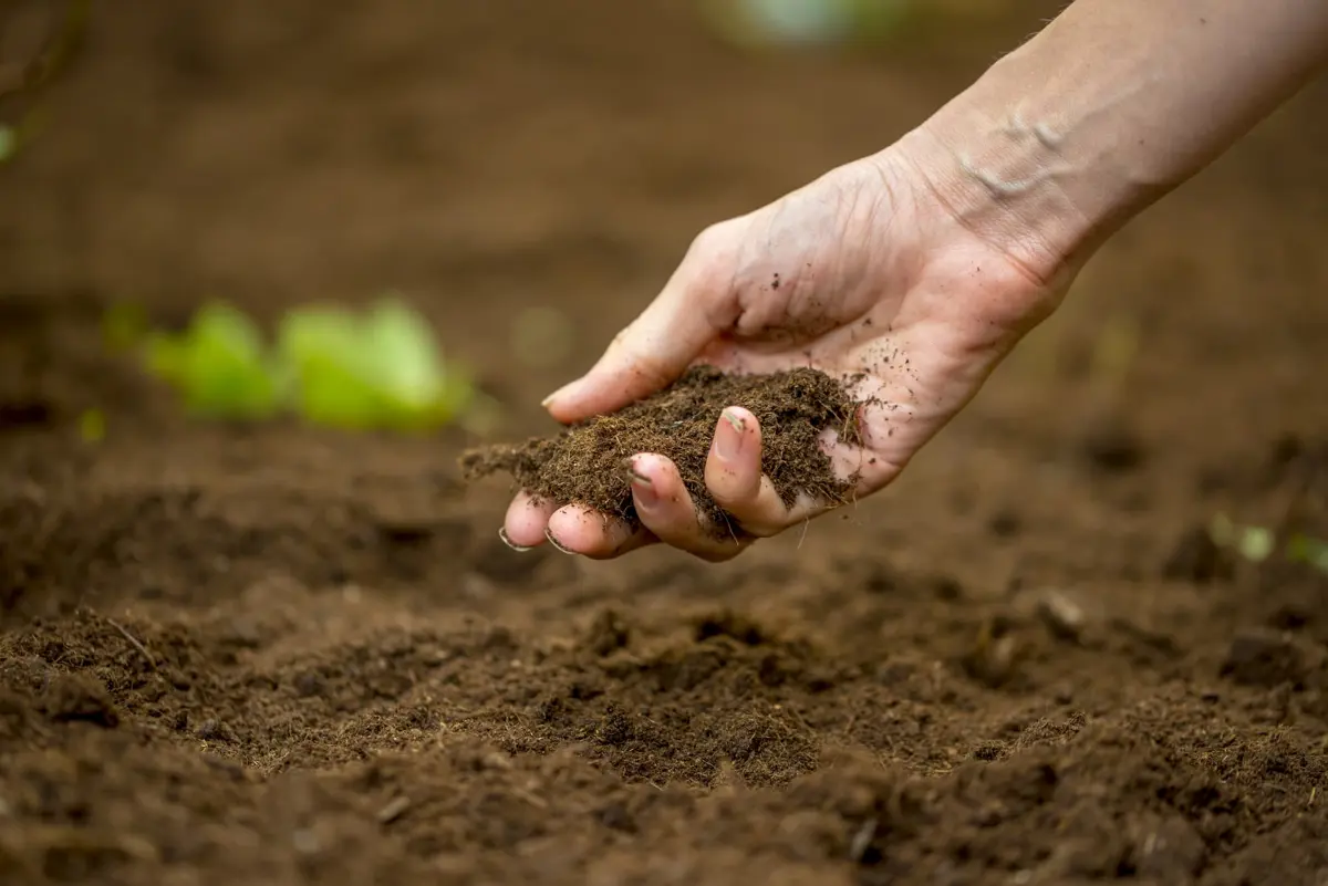 A hand clutching soil.
