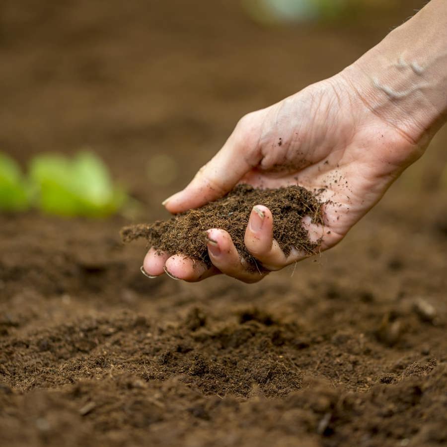 A hand clutching soil.