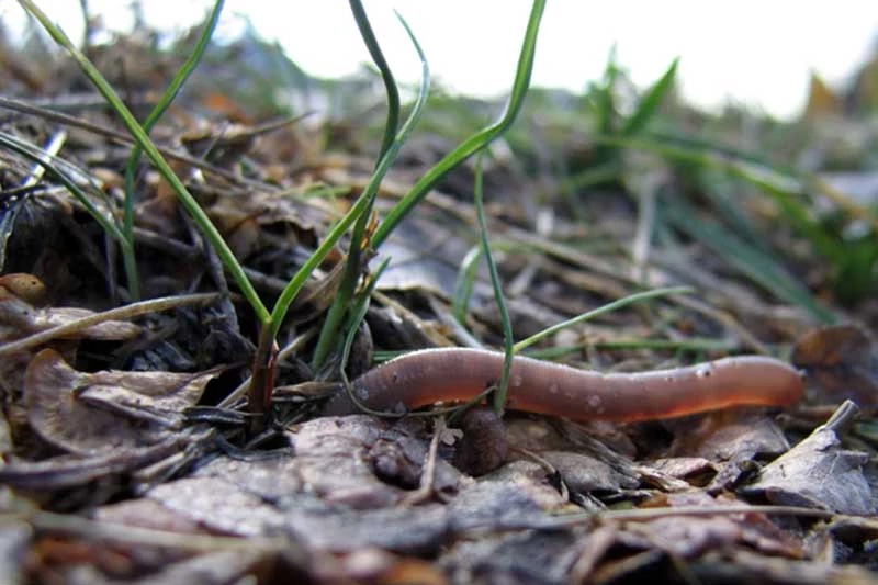 earthworm-in-soil