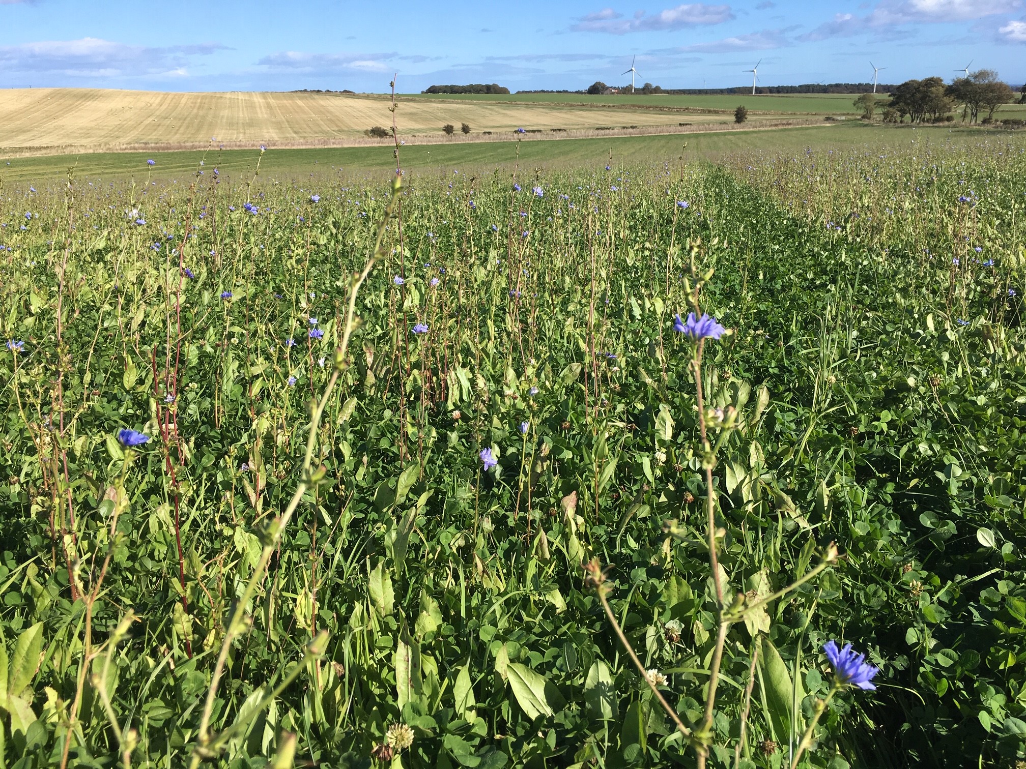 balcasckie_estate_herbal_ley_meadow_organic