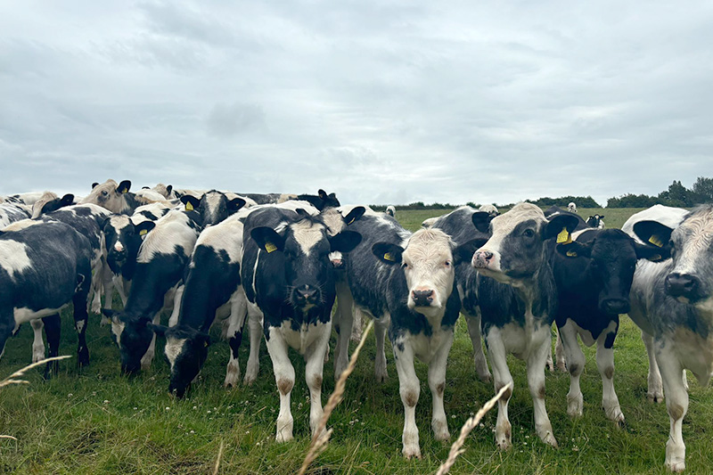 aas-field-hall-farm-cows-