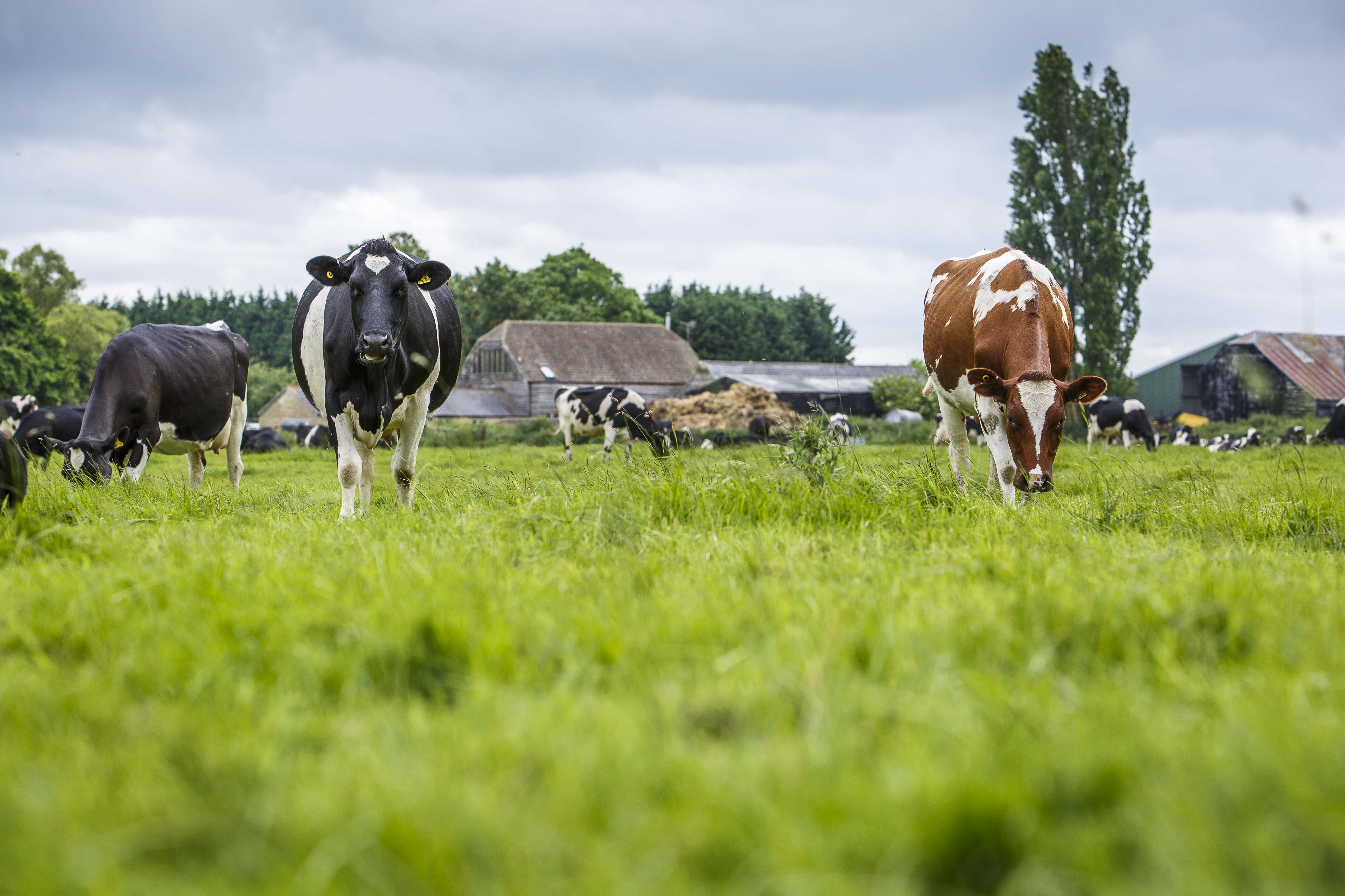 Hormone treated beef