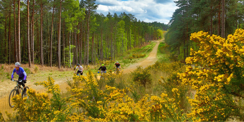 certification_forestry_crown_estate_trail_cyclists_organic