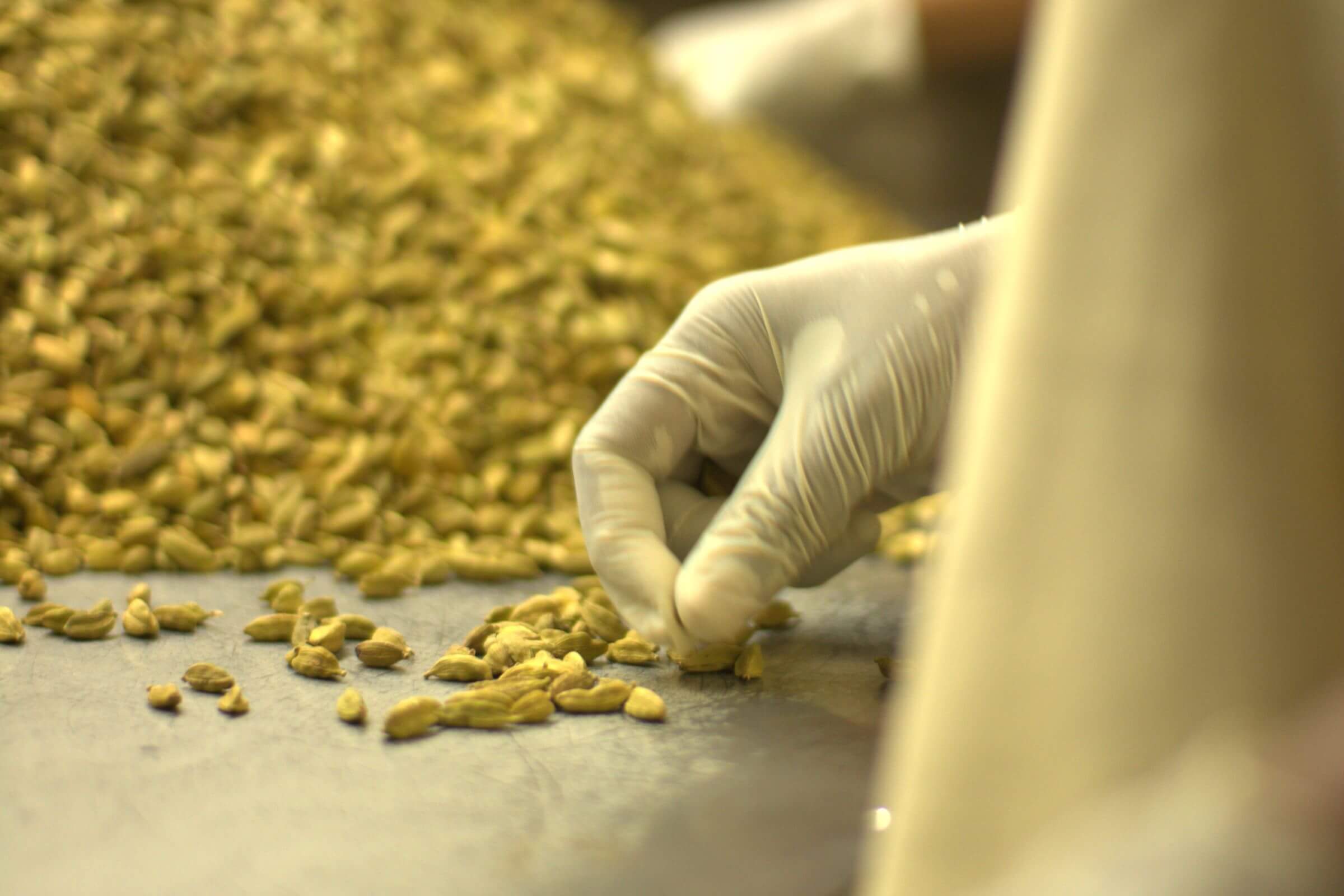 Person wearing rubber gloves handles cardamom pods
