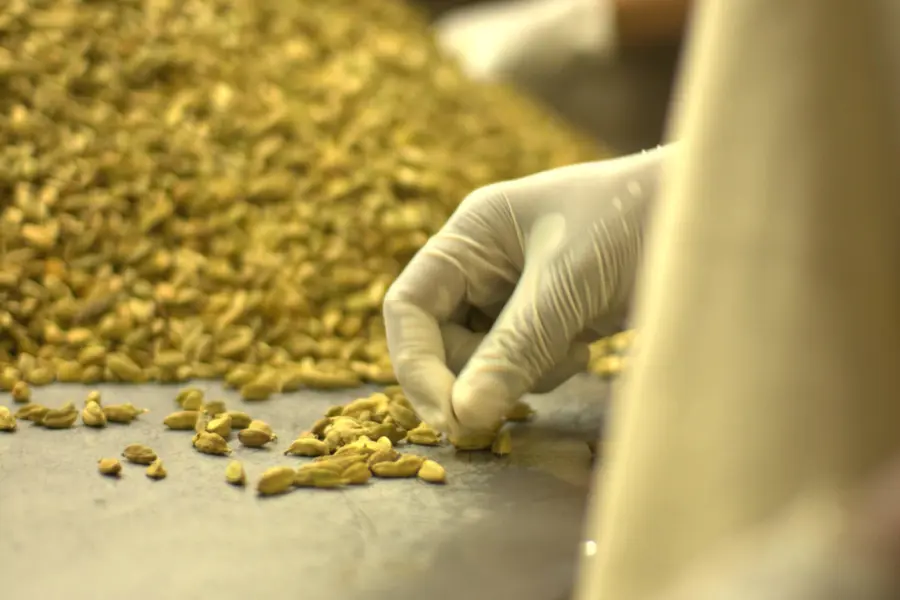 Person wearing rubber gloves handles cardamom pods