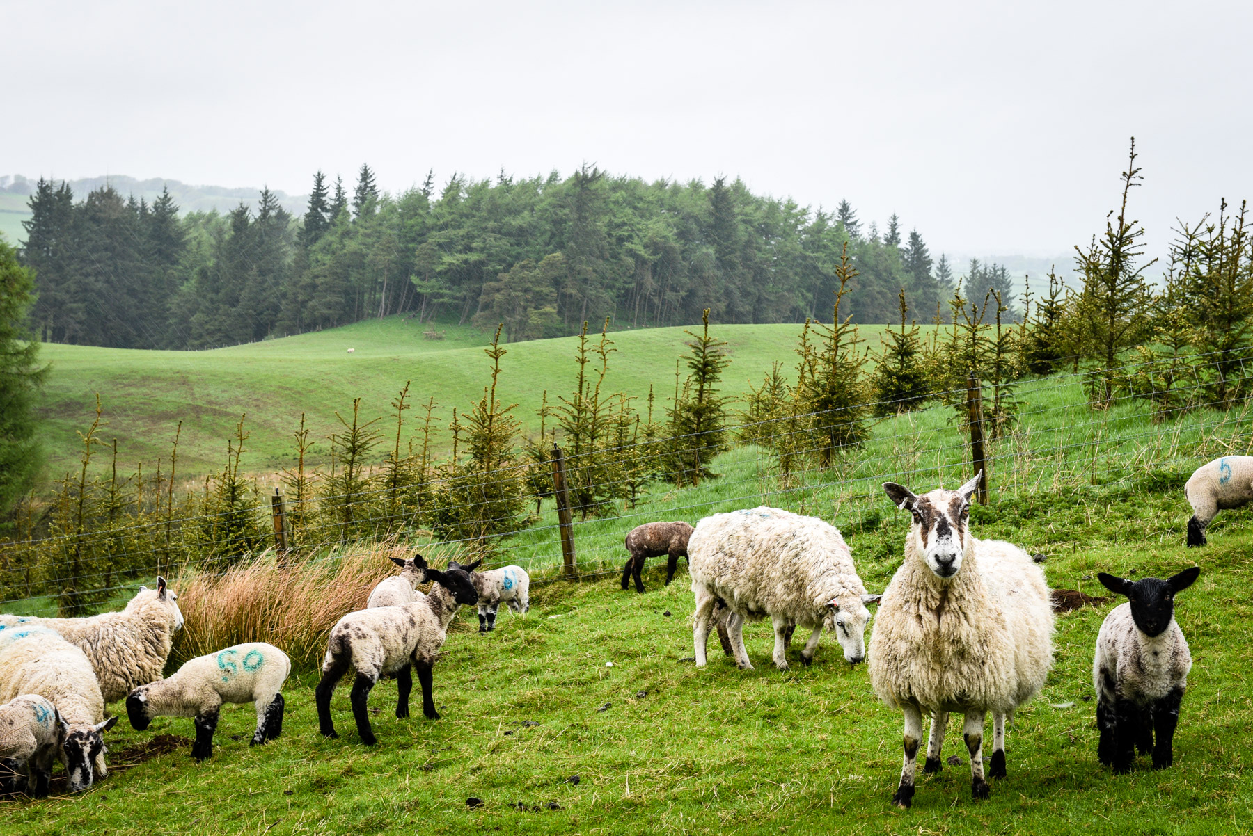 sheep-and-sapling-firs