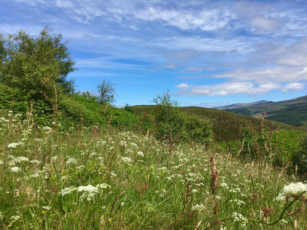 wildlife-croft-meadow-web