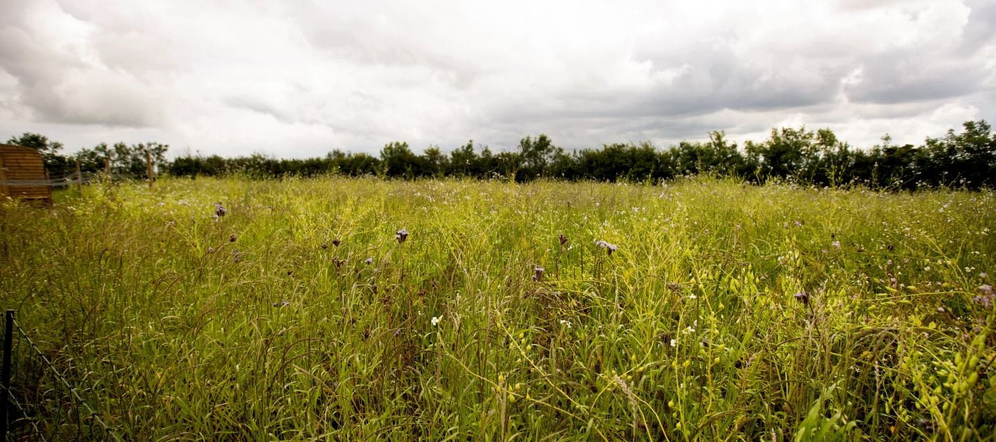 A lush meadow and hedge showing a diversity of plants