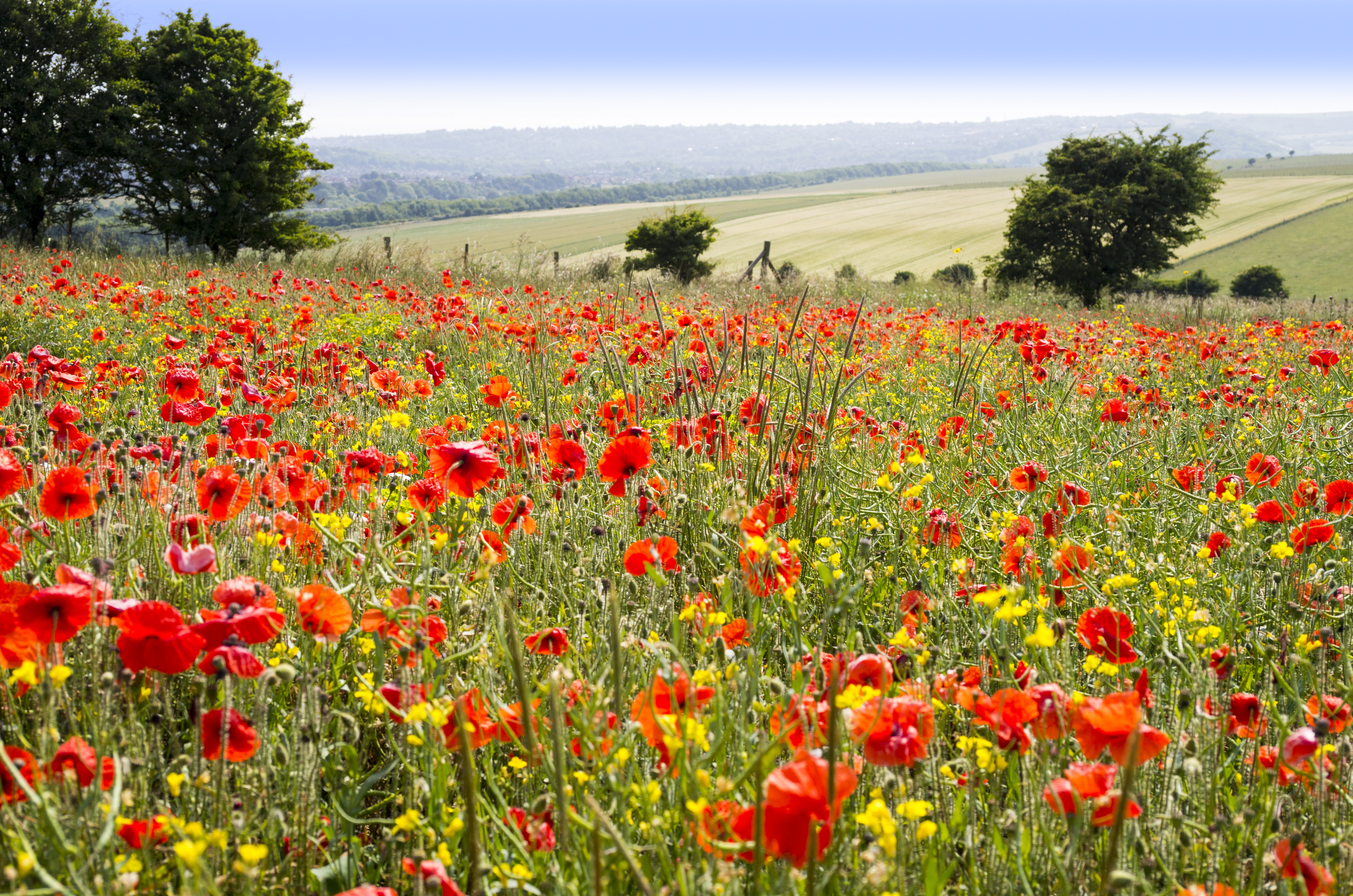 wildflower_meadow_non_organic.jpg