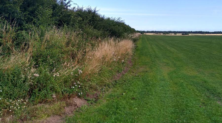Wildflower field margin at Lochhouse Farm. 