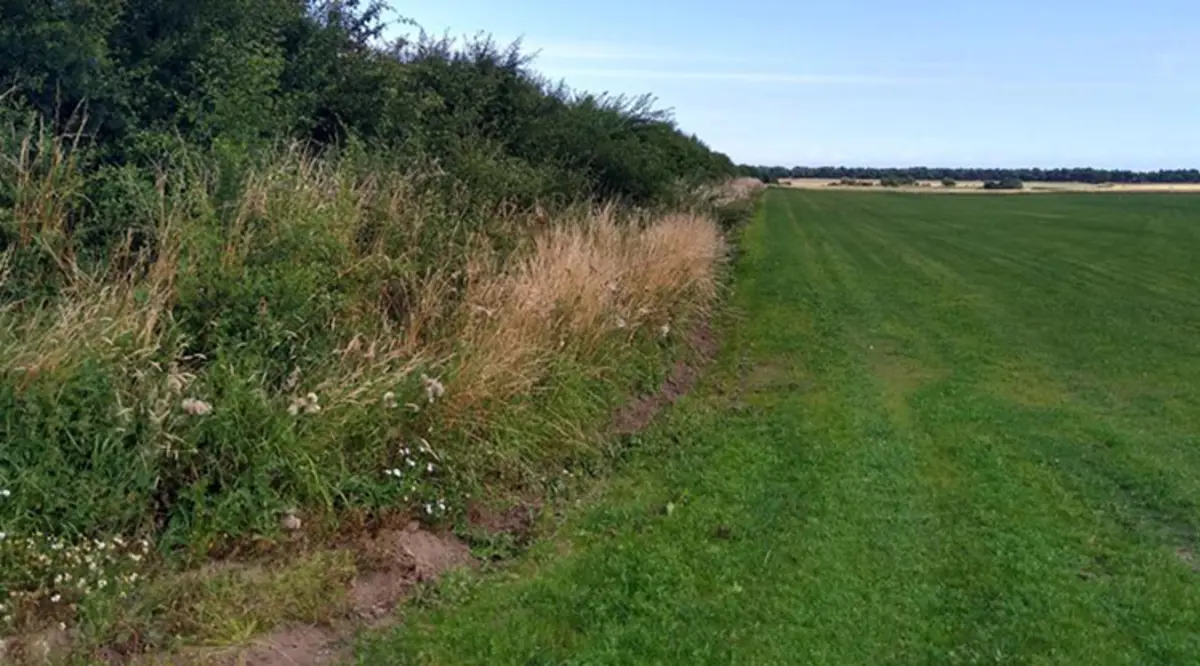 Wildflower field margin at Lochhouse Farm. 