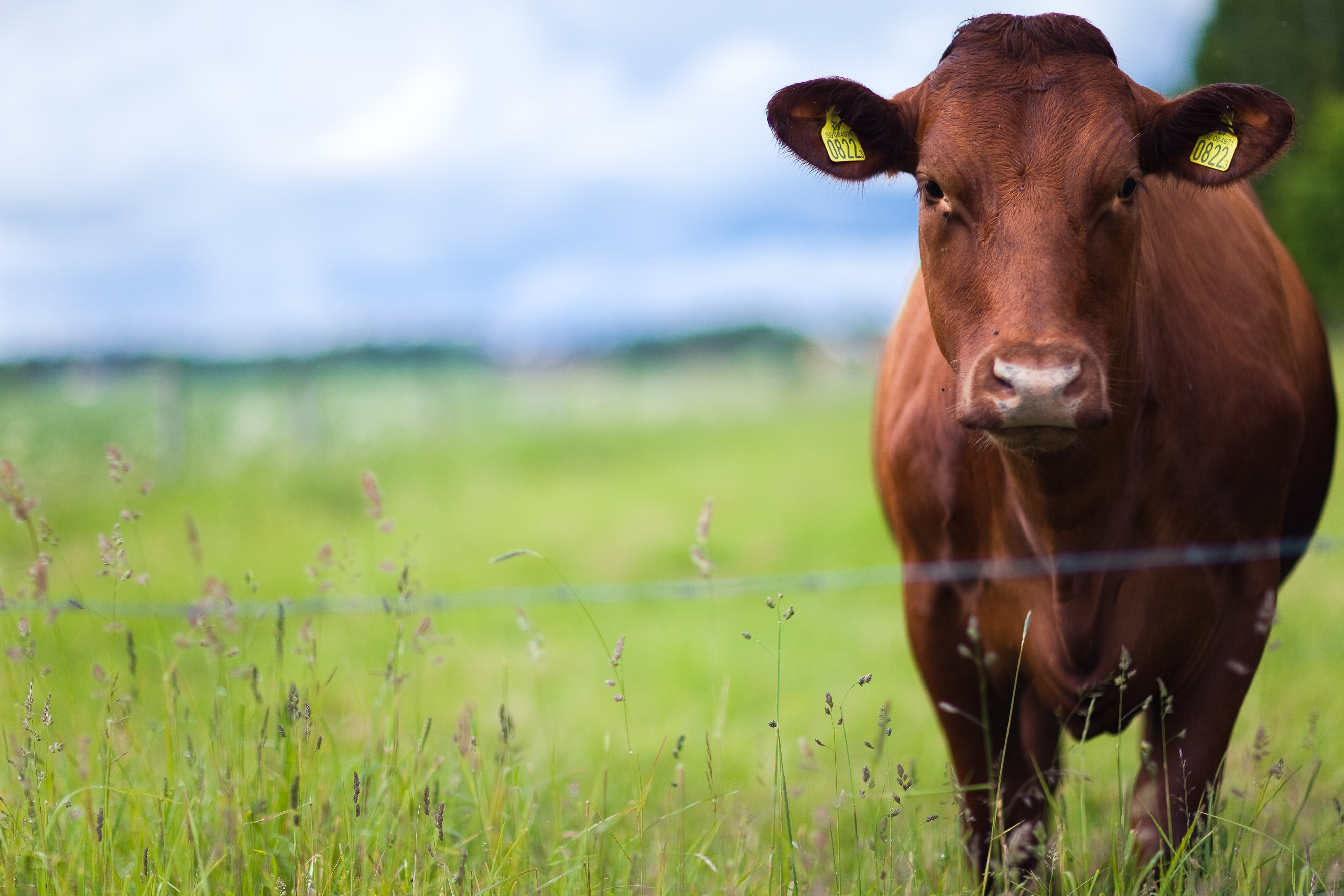 Livestock prices