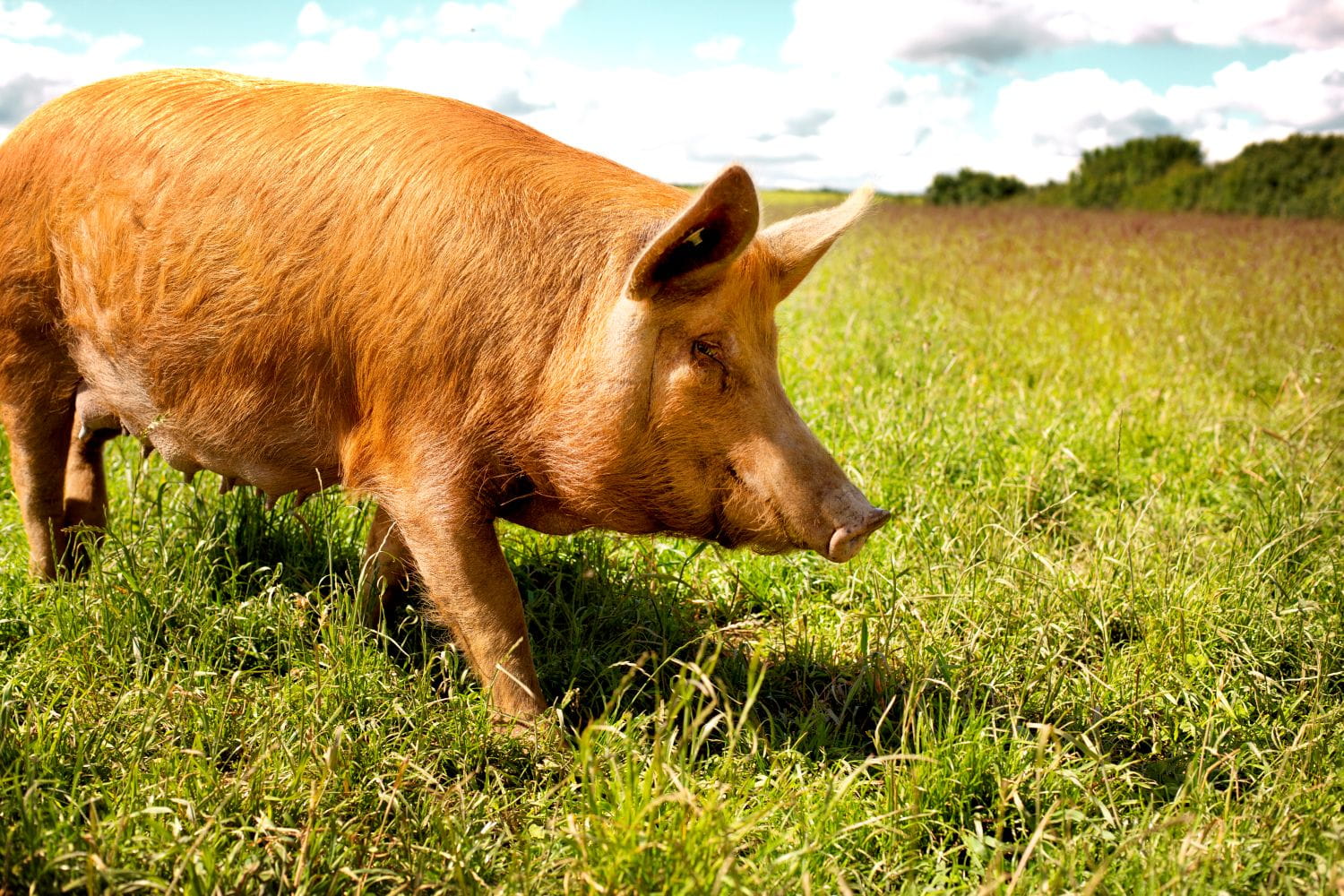 A pig roaming in grass