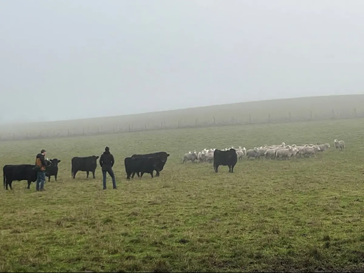 Two men stand in a misty, hilly field watching a group black cows and white sheep. 