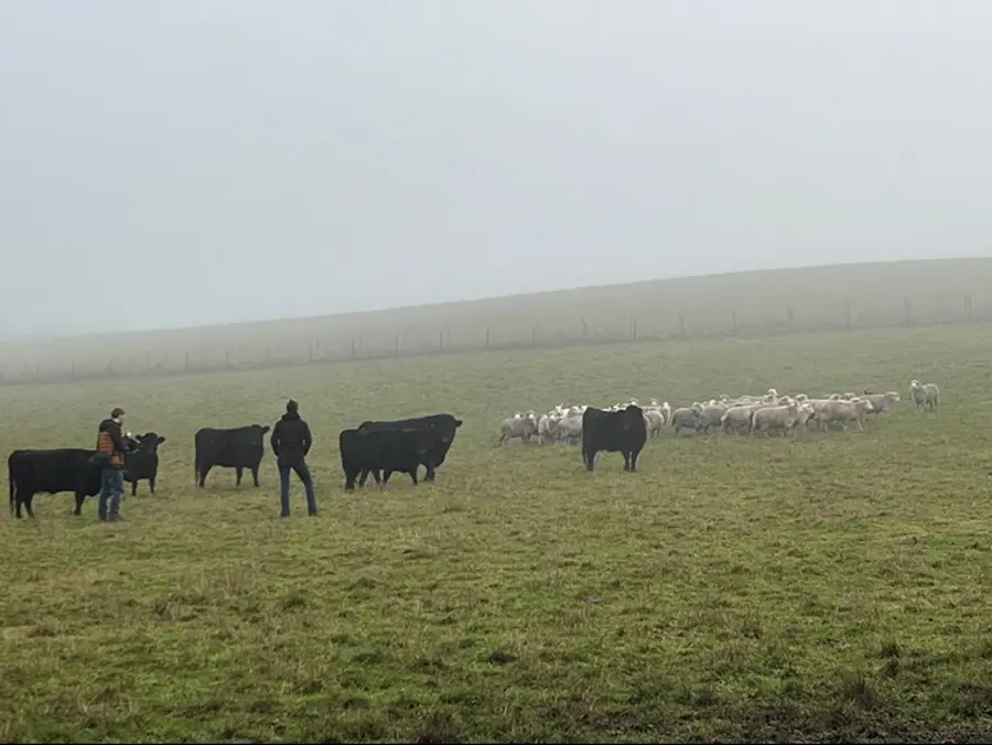 Two men stand in a misty, hilly field watching a group black cows and white sheep. 