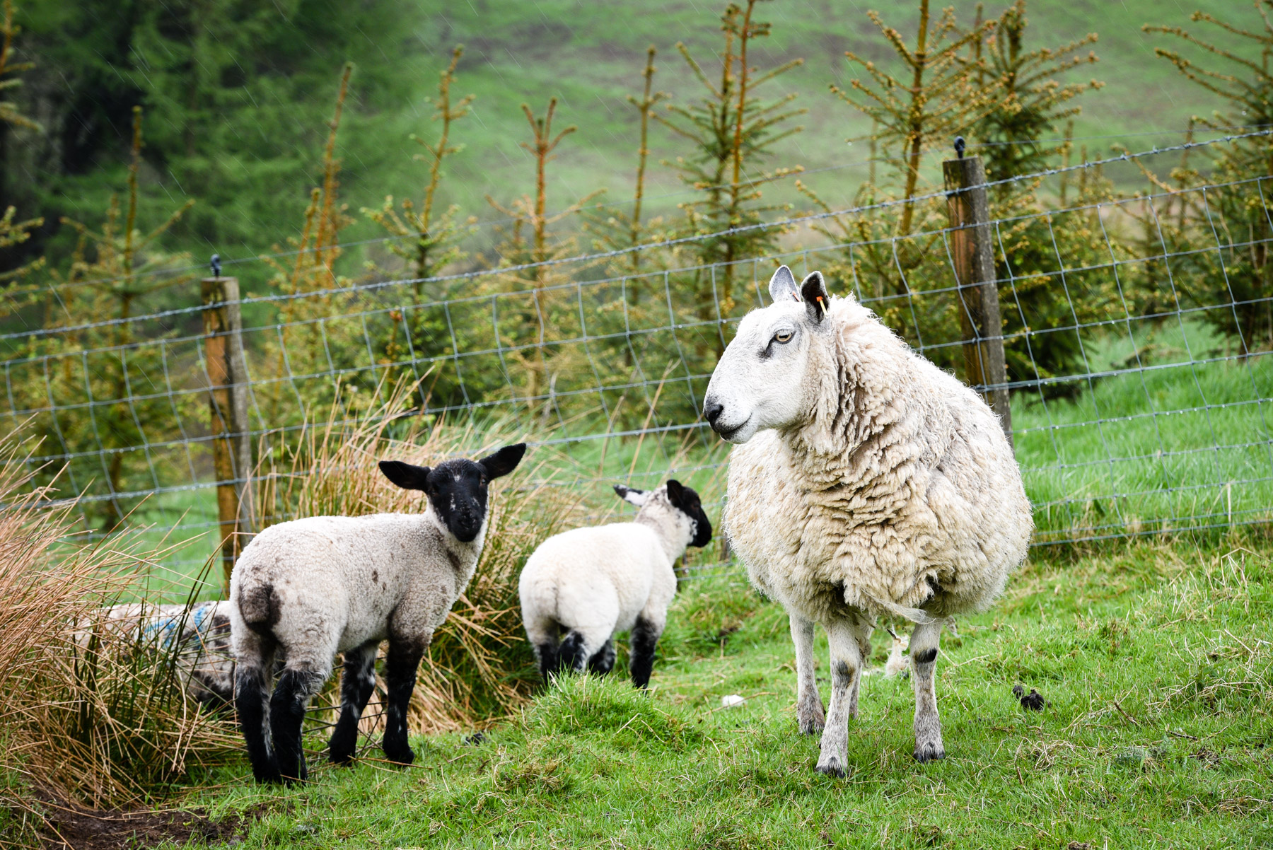 sheep-pasture-fence-fir-trees