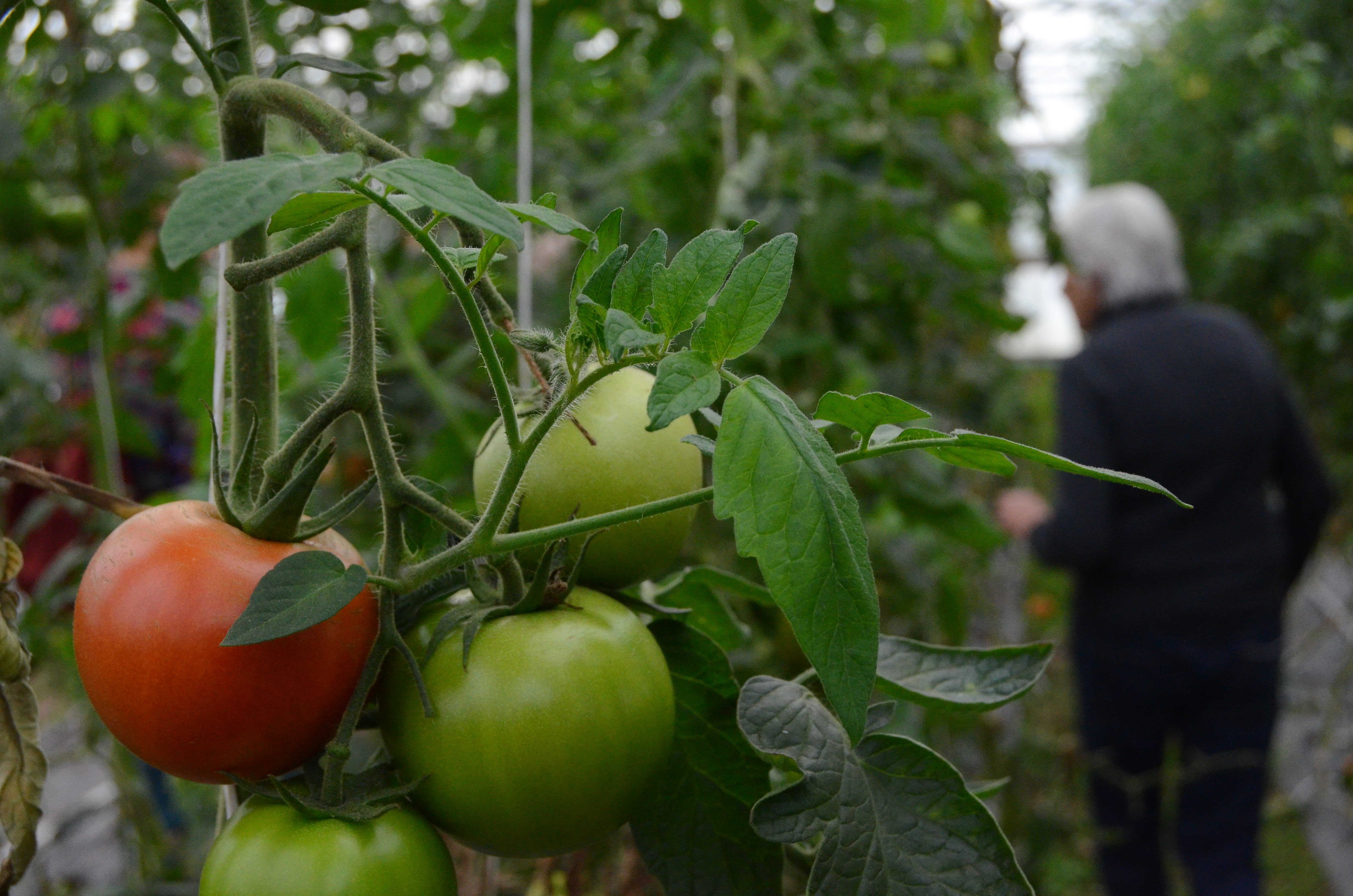 A man walking past a bunch of large tomatoes, one red the rest green. 