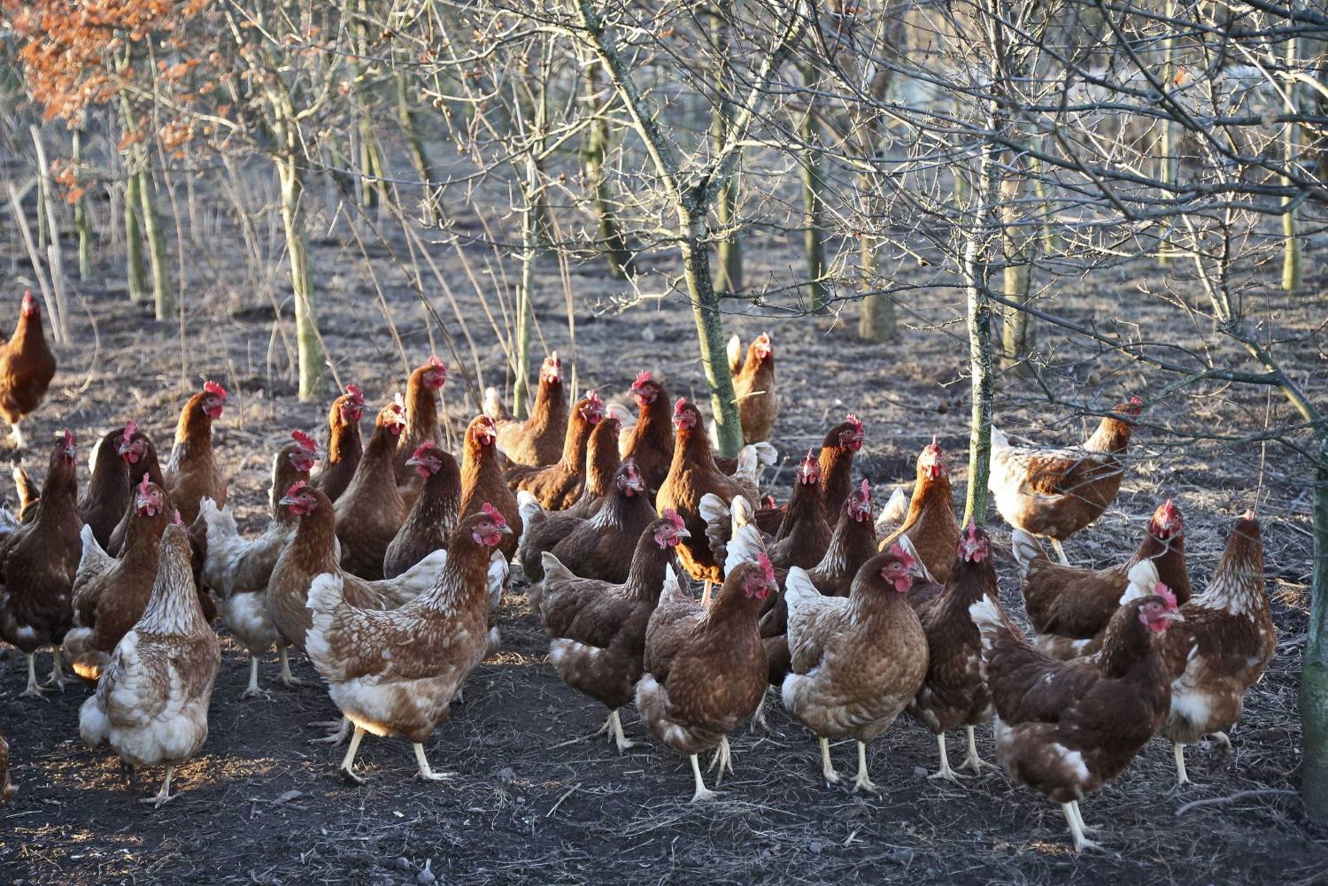 A flock of hens