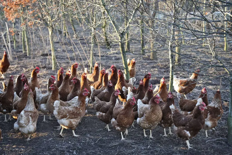 A flock of hens