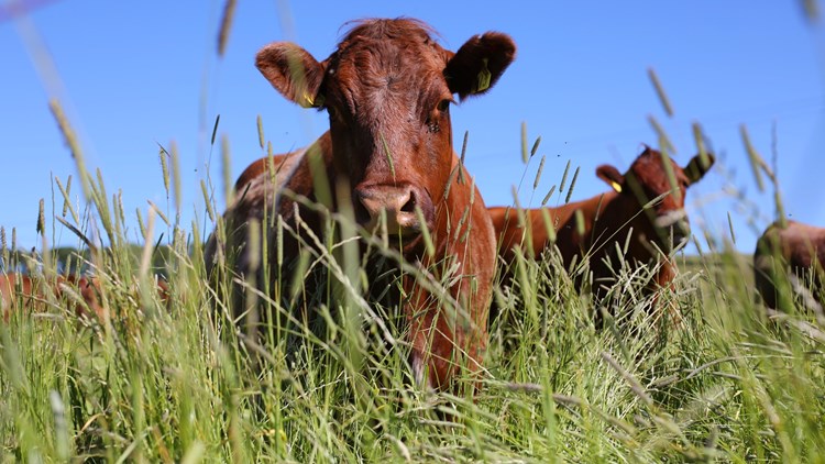 Red coated cow looks close into camera through long grass. 