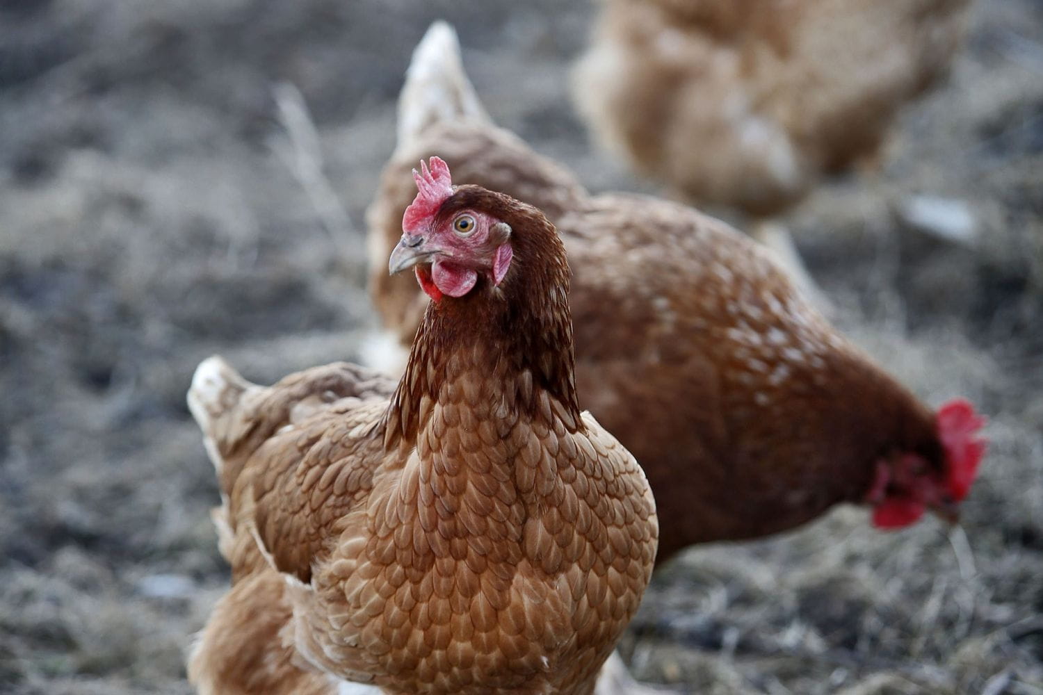 Two hens outdoors