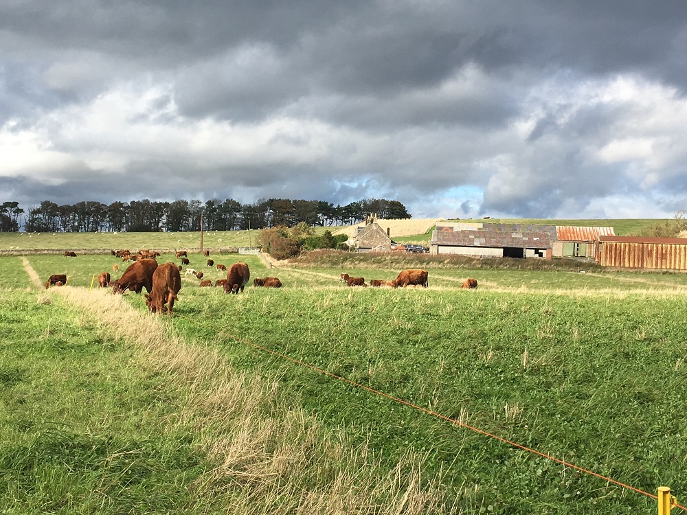 mob-grazing-field-web-siz
