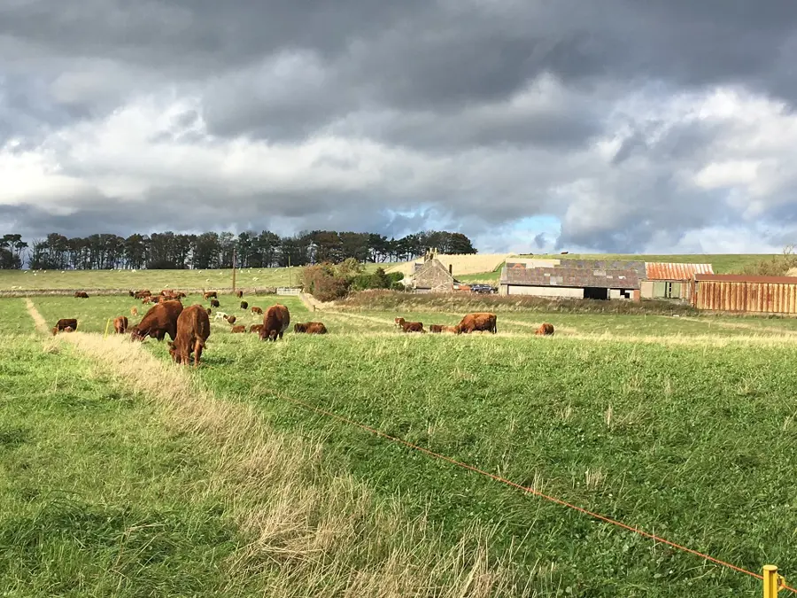 mob-grazing-field-web-siz