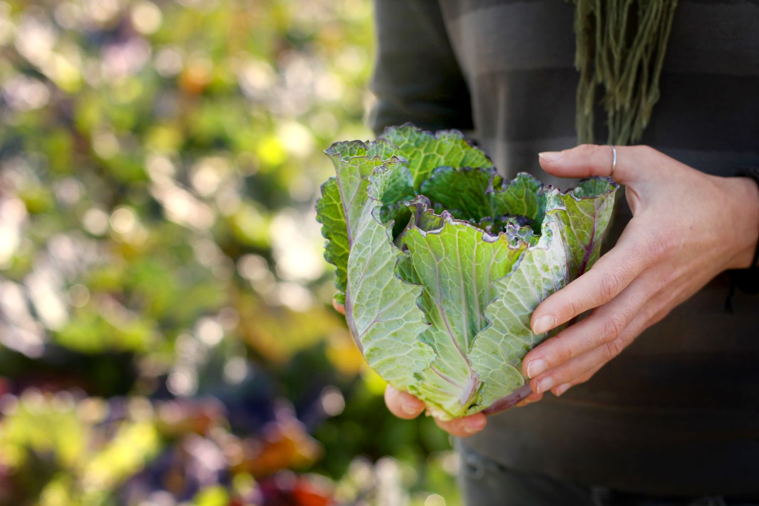 Farmer holding a cabbage