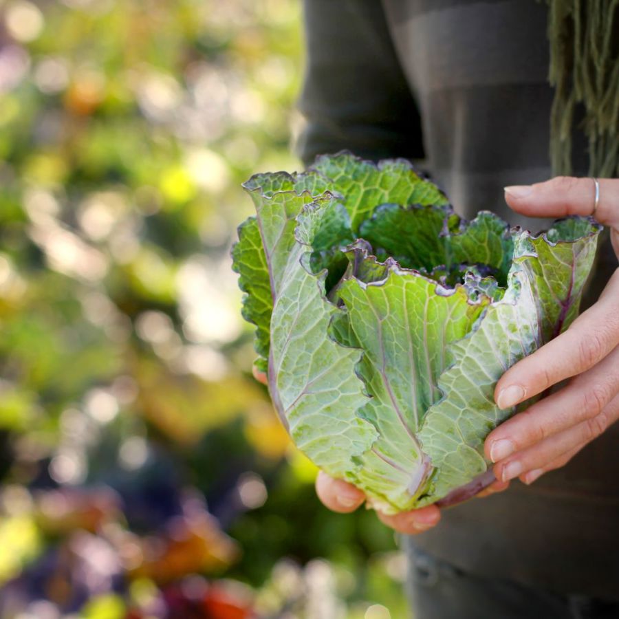 farmer_holding_cabbage_riverford_farm_devon_content_organic_19.11.21.jpg
