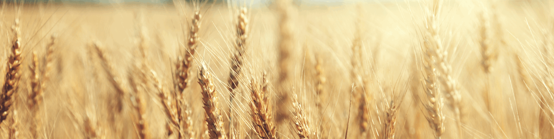Soft focus wheat field.