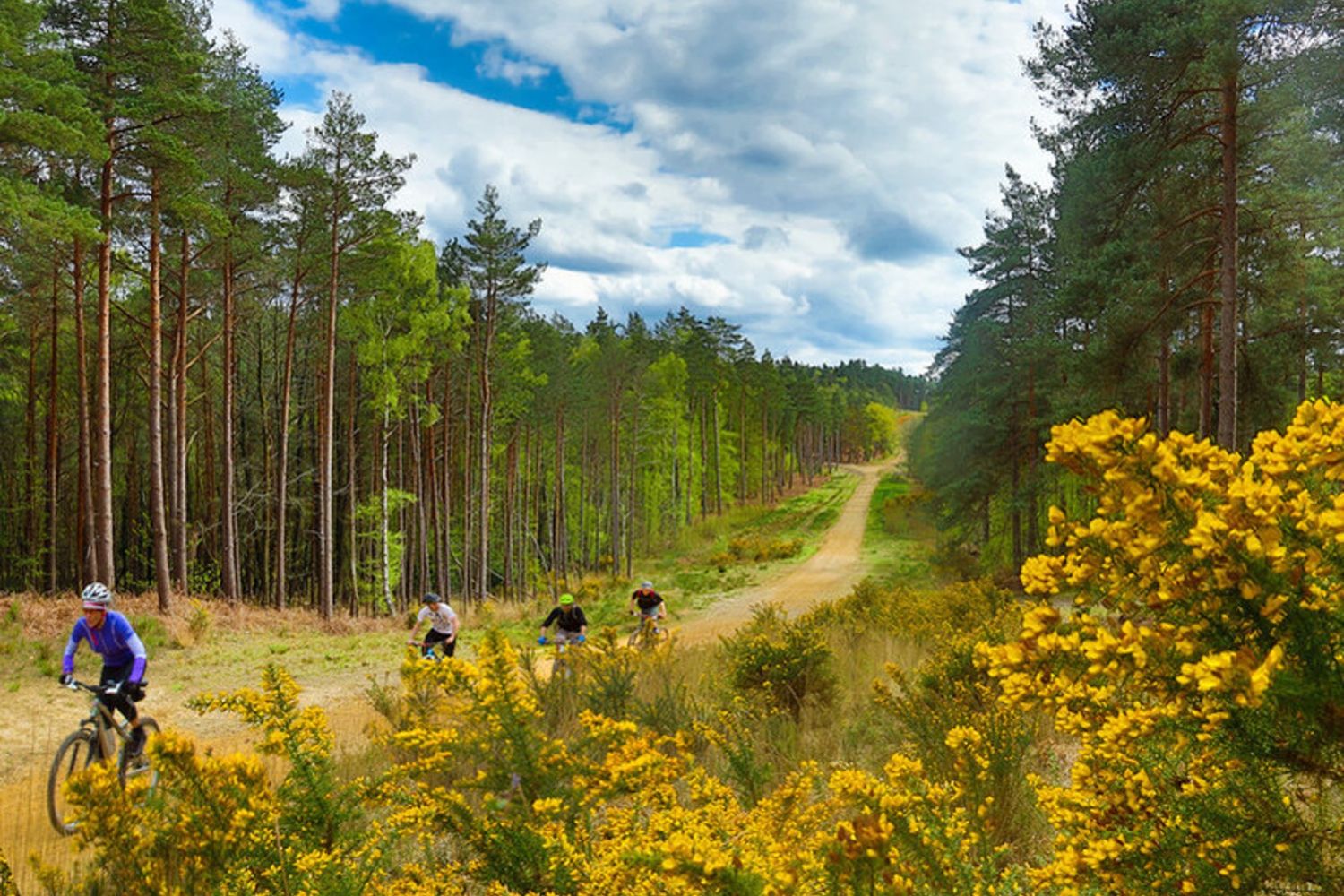 cylists_in_forest_duchy_estate_cornwall_content_non-organic_‎2023.jpg