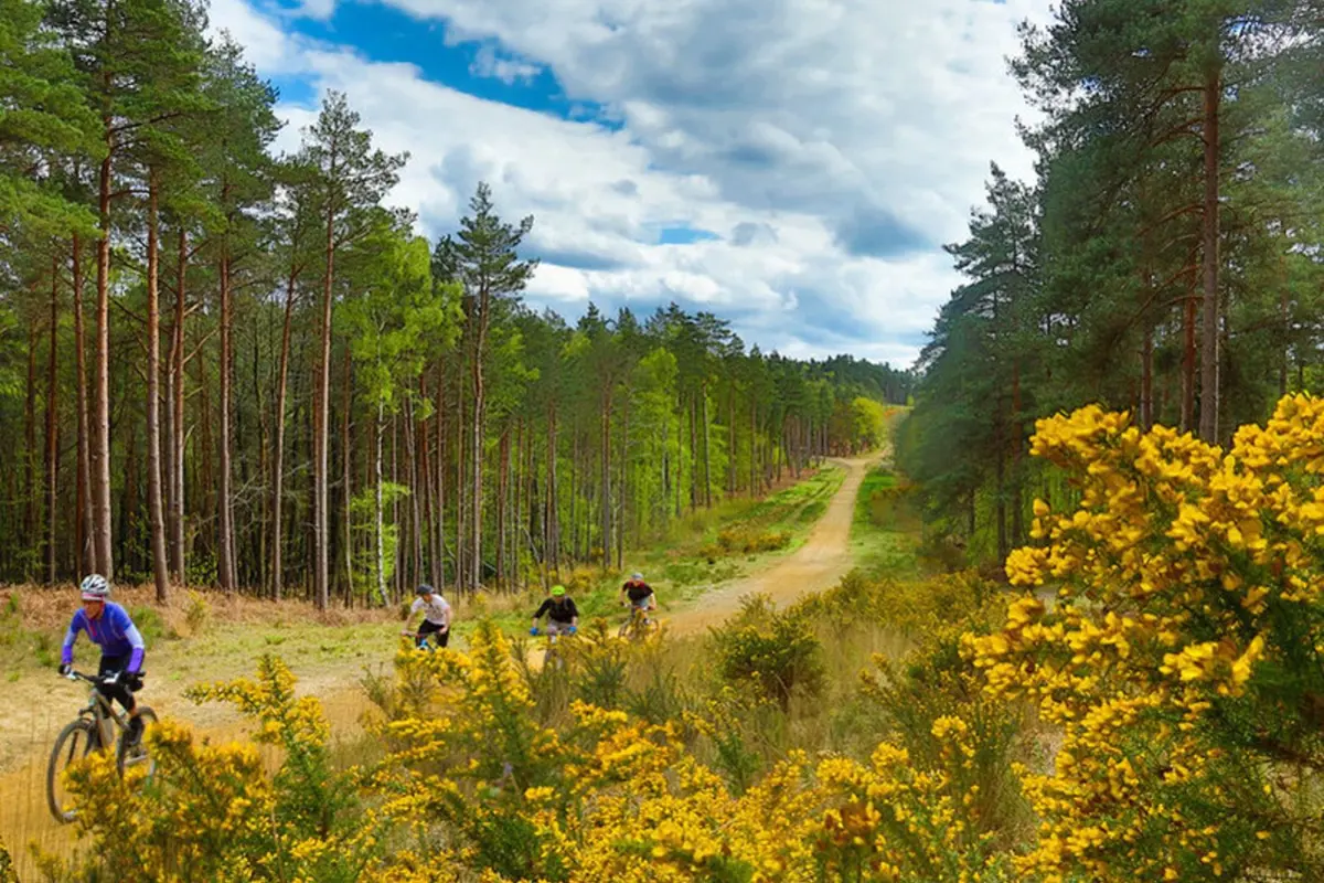 Cyclists on a woodland path