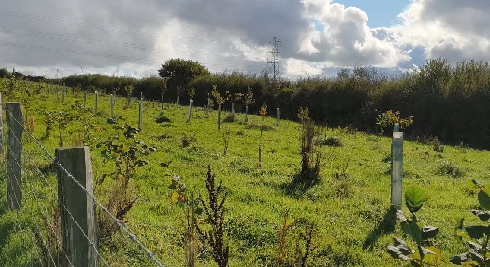 Planted saplings grow in lines behind a wire fence. 