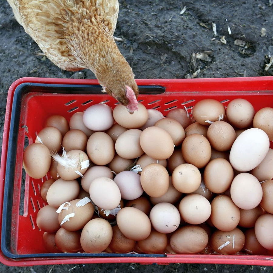 eggs_hen_pillars_of_hercules_fife_content_organic_13.02.15.jpg
