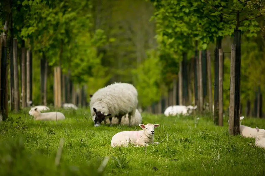 Agroforestry