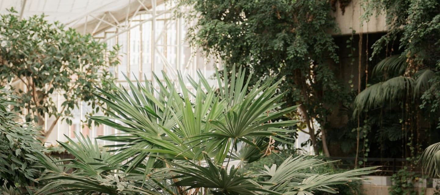 Tropical plants inside a bright building
