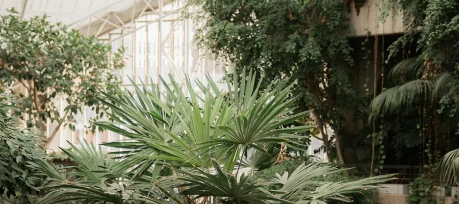 Tropical plants inside a bright building