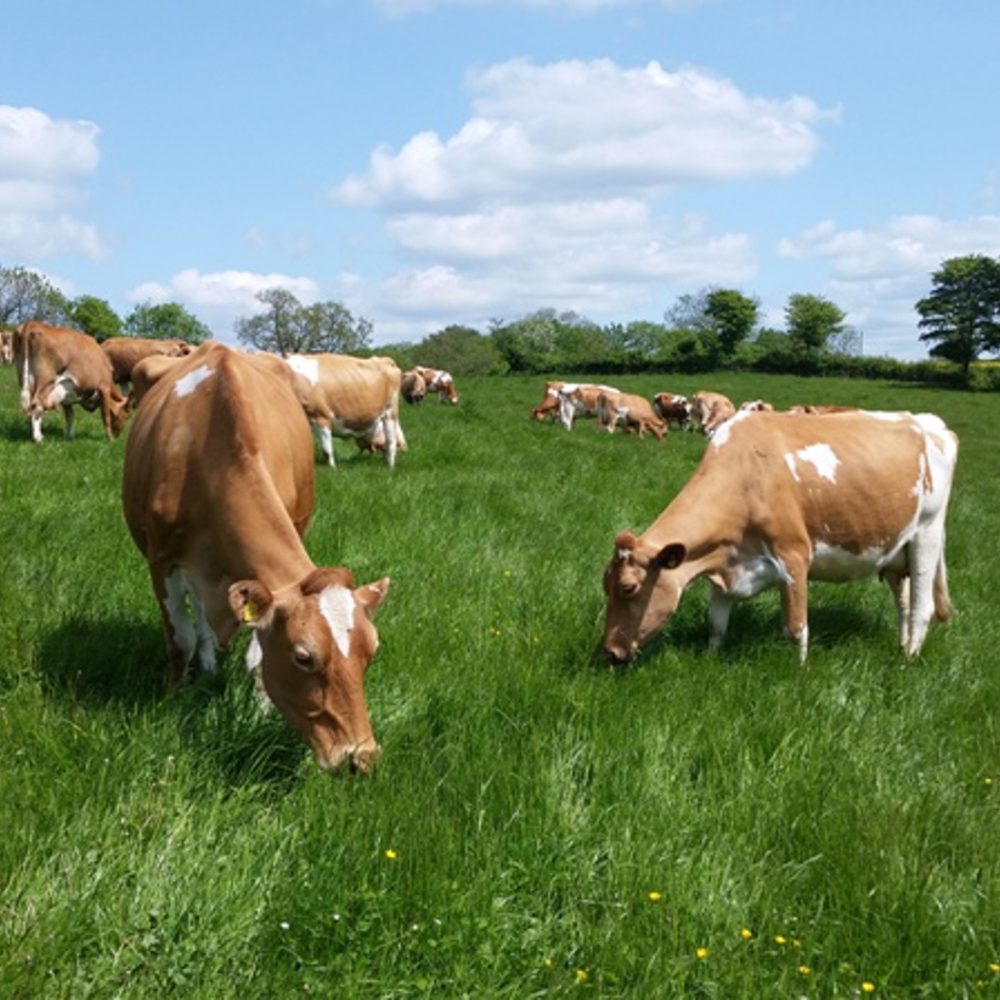 brown-cows-farm_organic