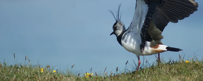 lapwing_bird_non_organic.webp