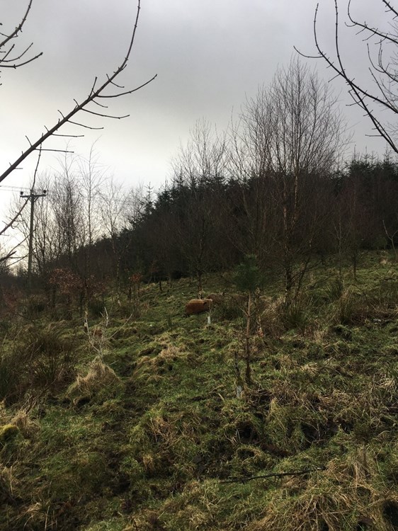 Wild, shrubby field with mangalitsa pigs in distance.
