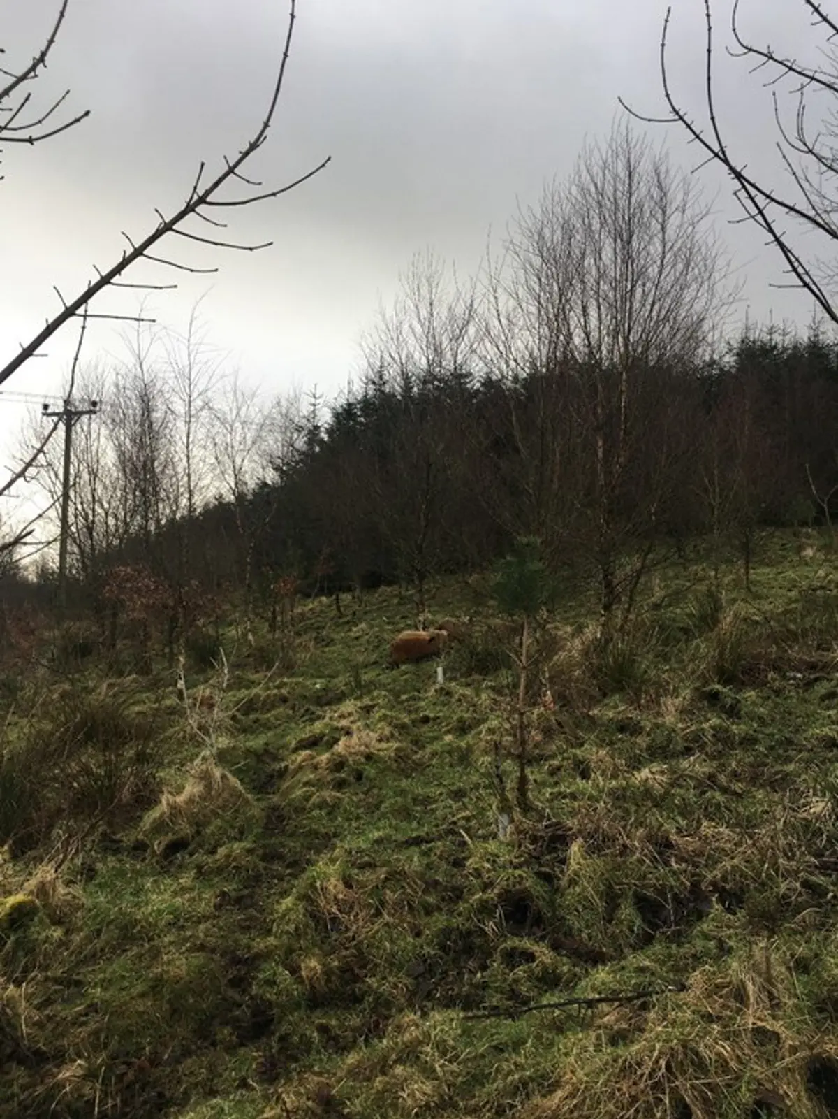 Wild, shrubby field with mangalitsa pigs in distance.