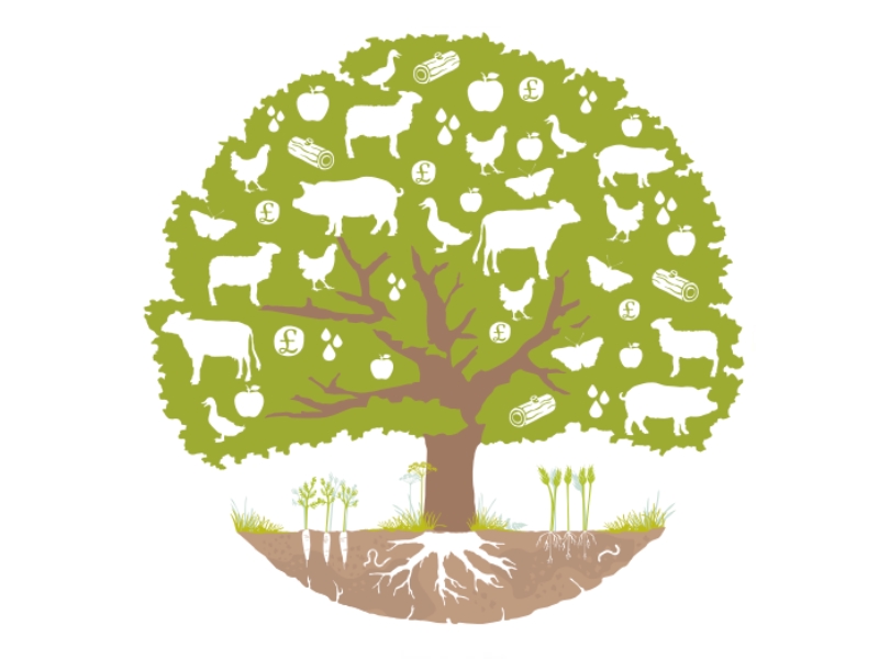 agroforestry-handbook-v2