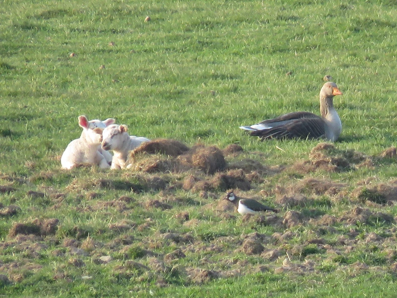 lambs_and_goose_and_lapwing_organic_colin_strang_farm.webp