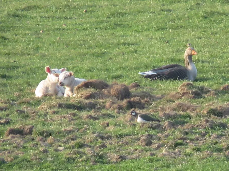 lambs_and_goose_and_lapwing_organic_colin_strang_farm.webp