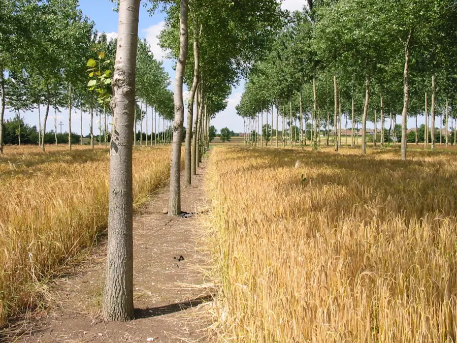 trees-planted-in-crops